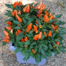 Orange Salsa Pepper Seeds
