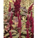 Red Cathedral Amaranth Seeds