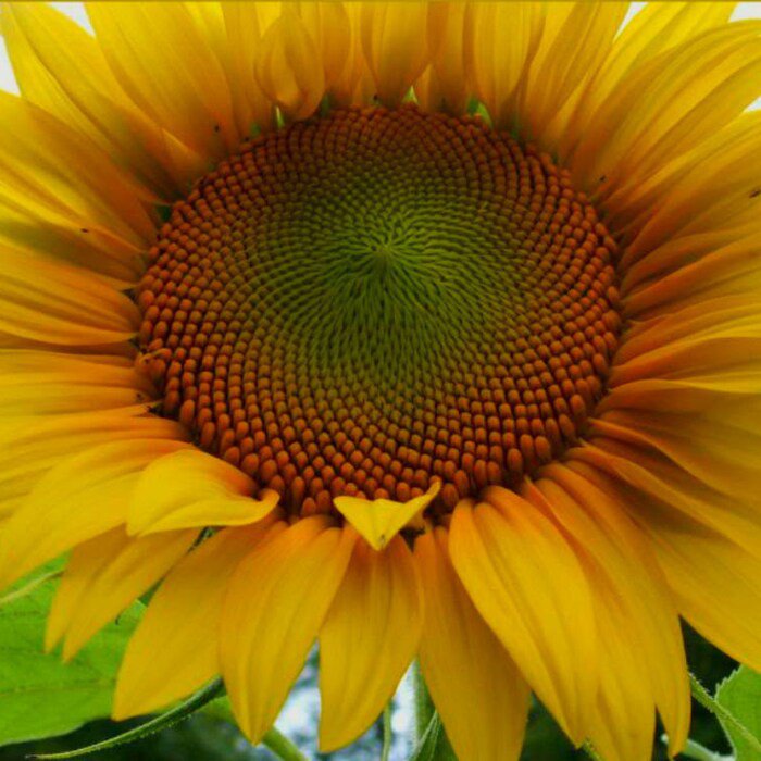 Mammoth Grey Stripe Sunflower Seeds