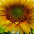 Mammoth Grey Stripe Sunflower Seeds