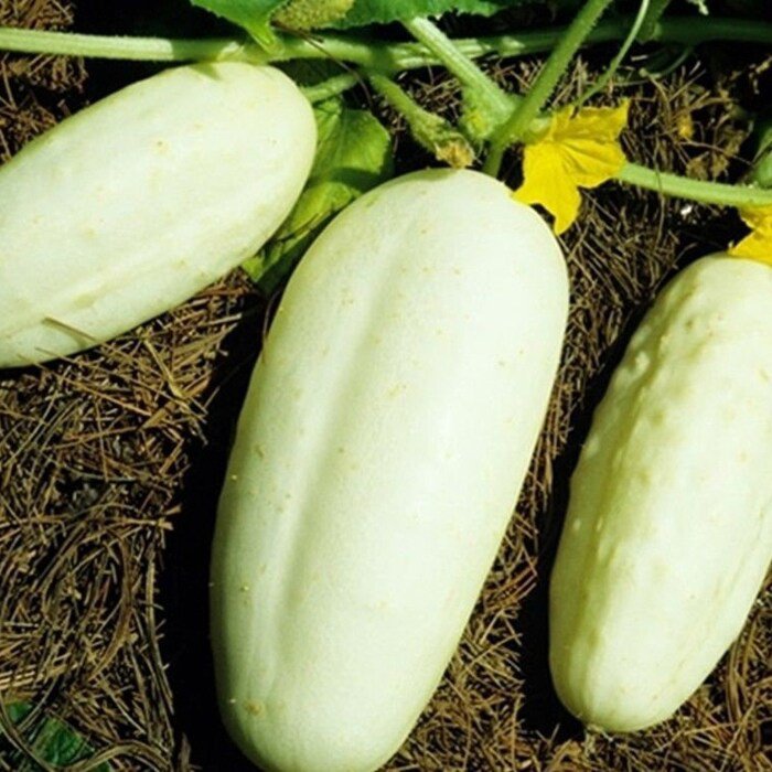 White Wonder Cucumber Seeds Low Acid