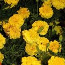 Small Yellow Marigold Seeds