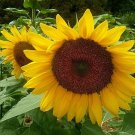 Black Seeded Sunflower Seeds