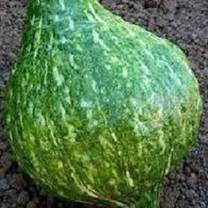 True Green Winter Squashhubbard Seeds
