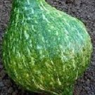 True Green Winter Squashhubbard Seeds