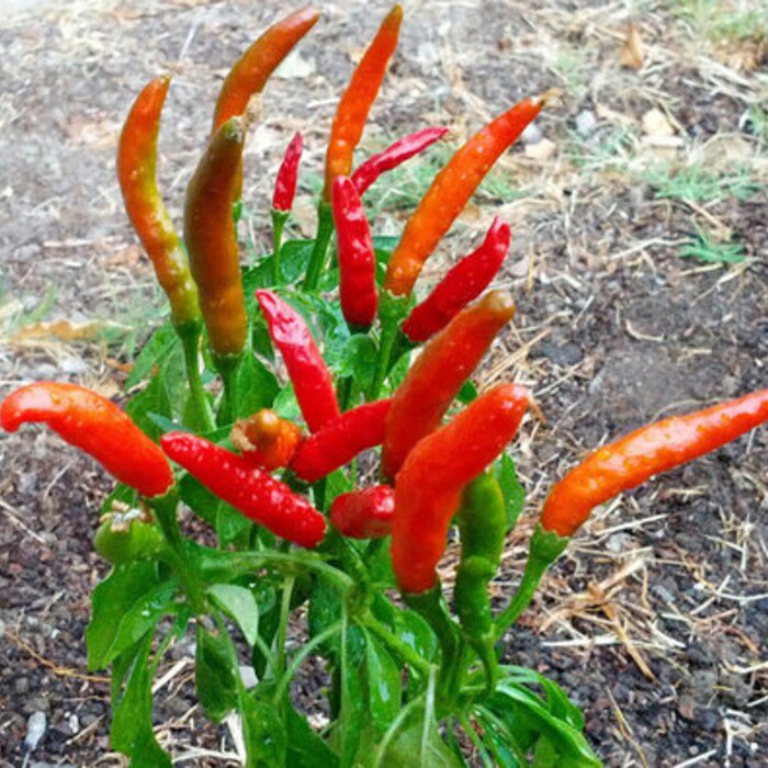 Poinsettia Pepper Seeds