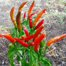 Poinsettia Pepper Seeds