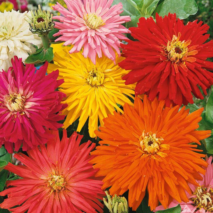 Cactus Zinnia Seed