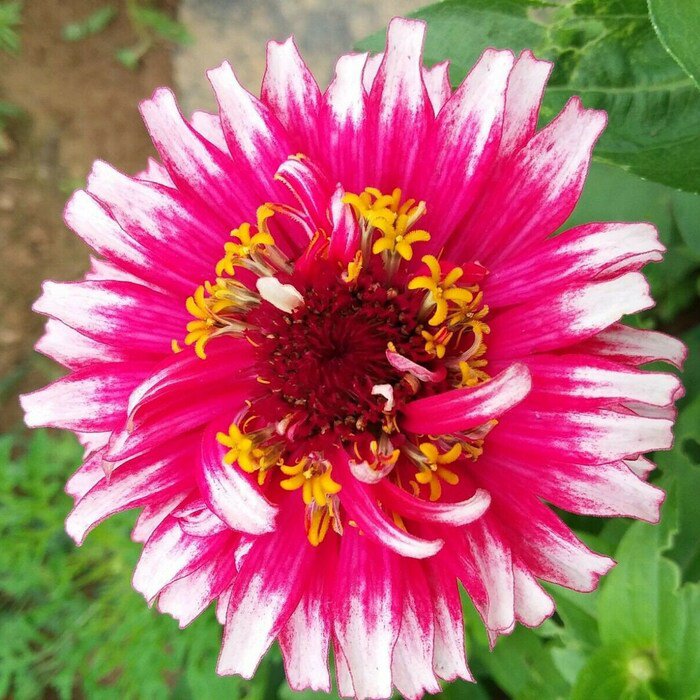 Mazurkia Zinnia Seeds
