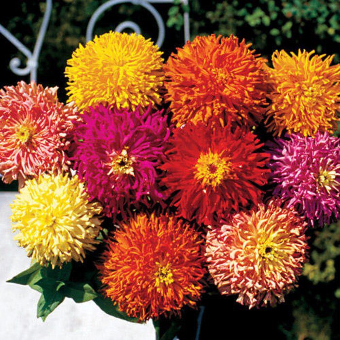 Dwarf Cactus Zinnia Seeds