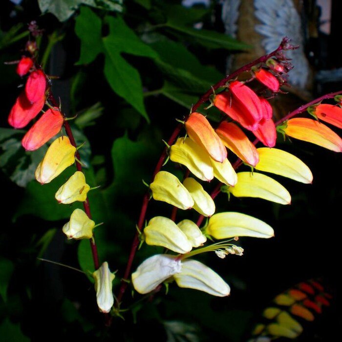 Beautiful Firecracker Vine Mina Lobata Exotic Love Vine Seeds