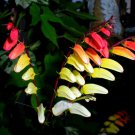 Beautiful Firecracker Vine Mina Lobata Exotic Love Vine Seeds