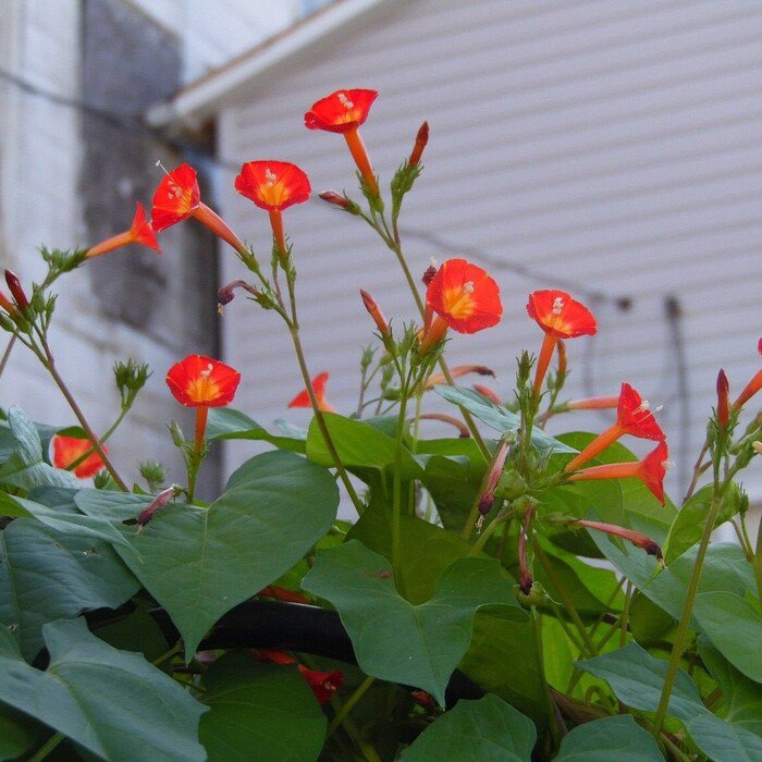 Orange Noah Morning Glory Vine Seeds
