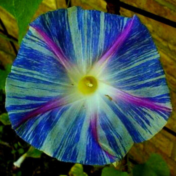Flying Saucer Morning Glory Vine Seeds