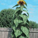 Mongolian Giant Sunflower Massive Seeds & Heads