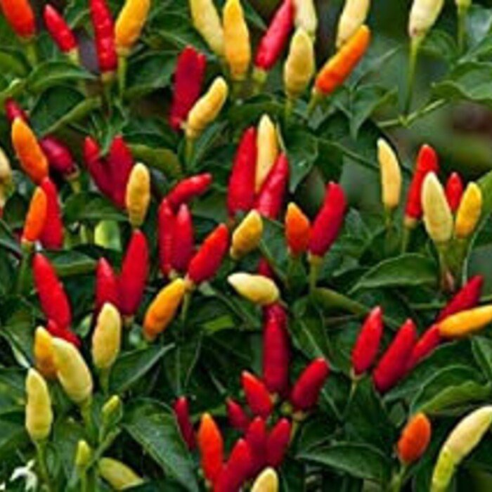 Tabasco Hot Pepper Seeds You Can Grow This Pepper Into A Tree