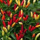 Tabasco Hot Pepper Seeds You Can Grow This Pepper Into A Tree
