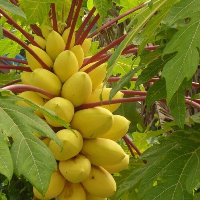 Golden Thai Dwarf Papaya Seeds
