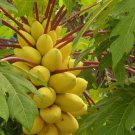 Golden Thai Dwarf Papaya Seeds