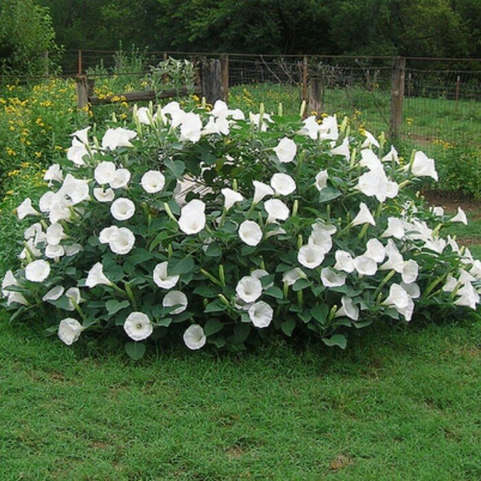 Moonflower Bush 15 Seeds