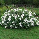 Moonflower Bush 15 Seeds