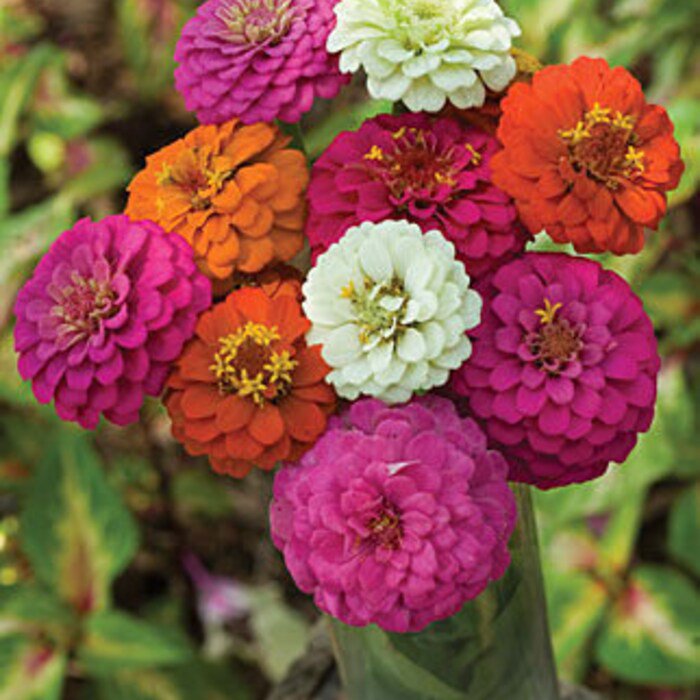 Zinnia Large Mix 30 Seeds