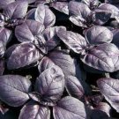 Red Rubin Purple Basil Seeds