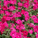 Hot Pink Wave Petunia Seeds
