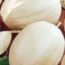 Branco Do Ribatejo Melon Seeds
