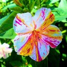 Four O Clock Seeds Bicolor Mix