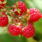 Heritage Red Raspberry Seeds Hardy