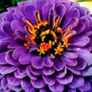 Hot Neon Purple Zinnia Seeds