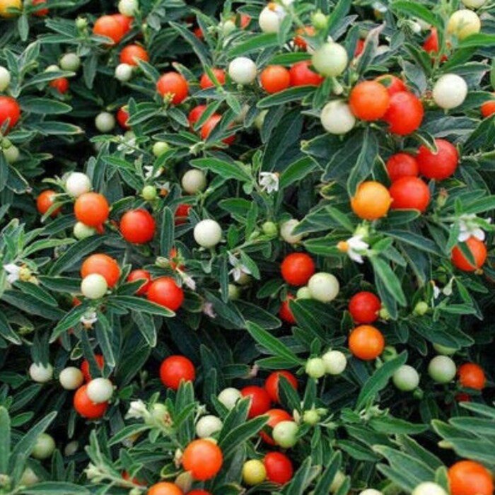 Jerusalem Cherry Seeds