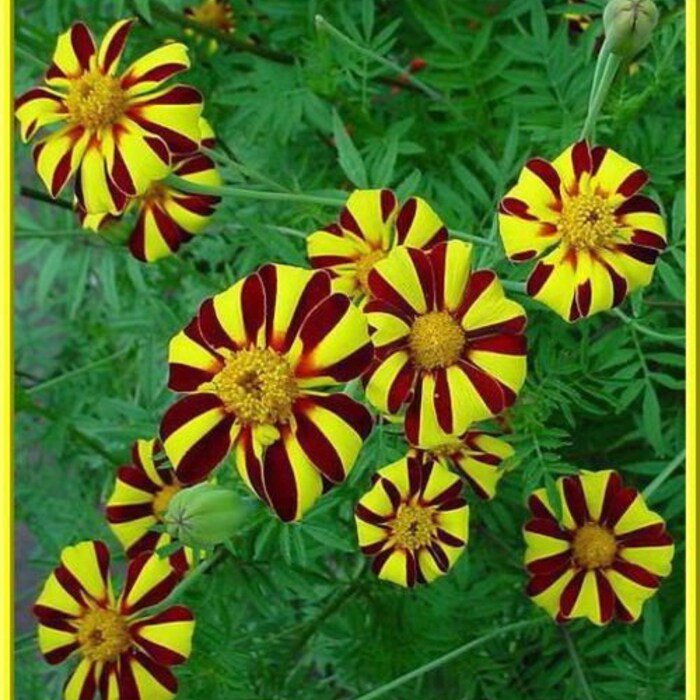 Harlequin Marigold Seeds