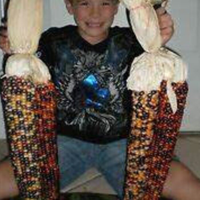 WorldS Largest Indian Corn 20 Seeds