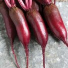 Cylindra Beet Seeds Large Long Beet Great For Canning