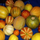 Mixed Specialty Mini Melons Our Custom Mix Seeds