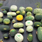 Custom Watermelon Seed Mix