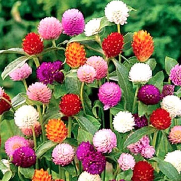 Gomphrena Seeds Mixed Colors