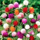 Gomphrena Seeds Mixed Colors