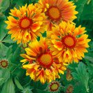 Blanket Flower Seeds Yellow With Orange Center