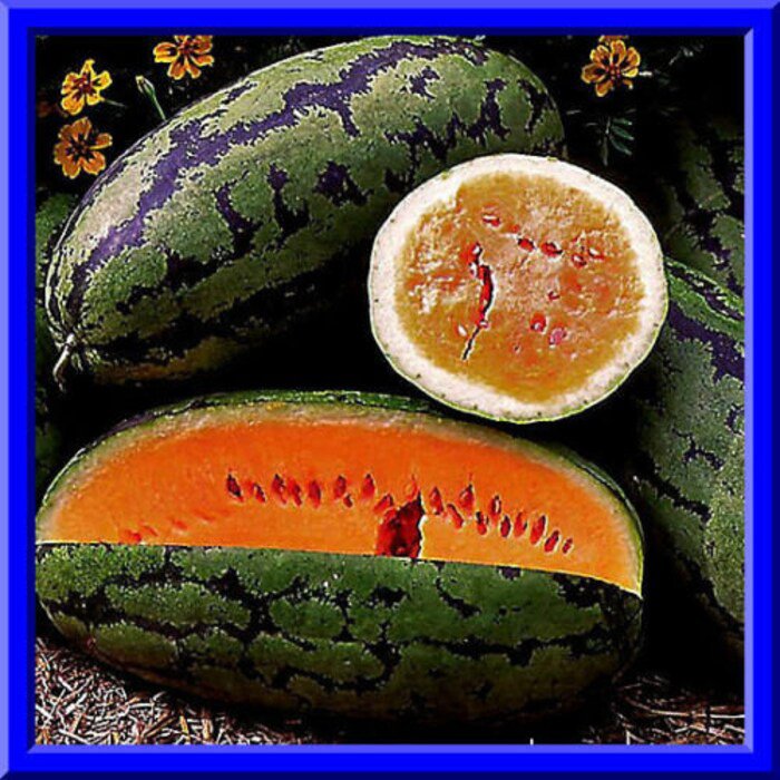 Orangeglo Watermelon Seeds