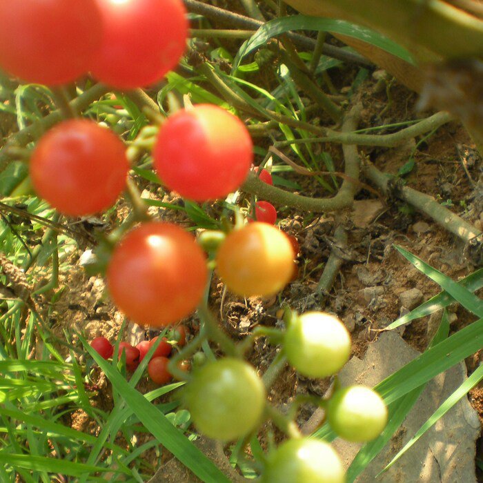 Red Cherry Tomato Seeds