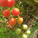Red Cherry Tomato Seeds