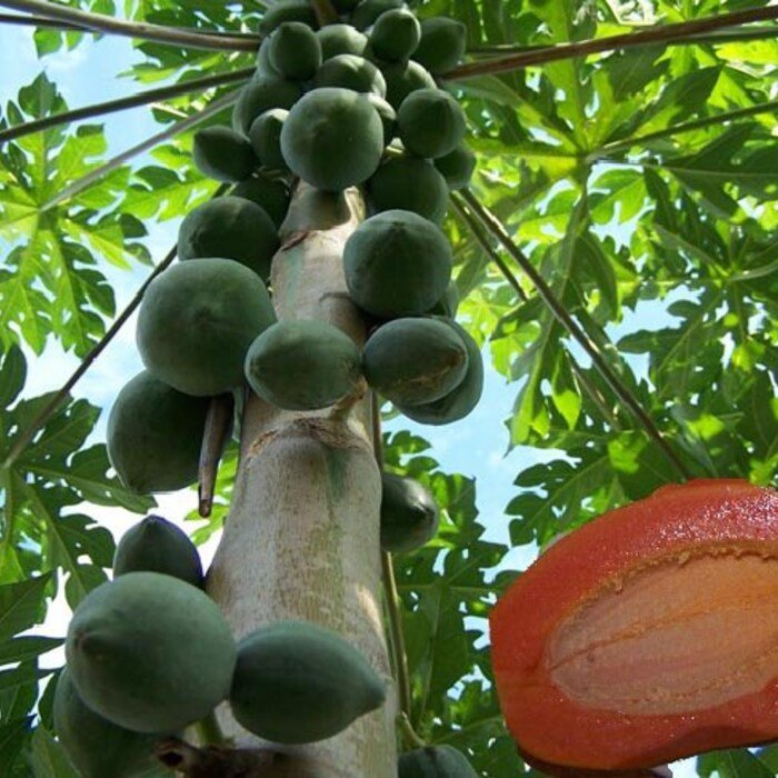 Caribbean Red Papaya Tree Seeds
