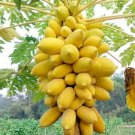 Brazilian Golden Papaya 10 Seeds Small Fruit Perfect For Growing In Pots