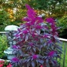 Bright Purple Amaranth Seeds Mix