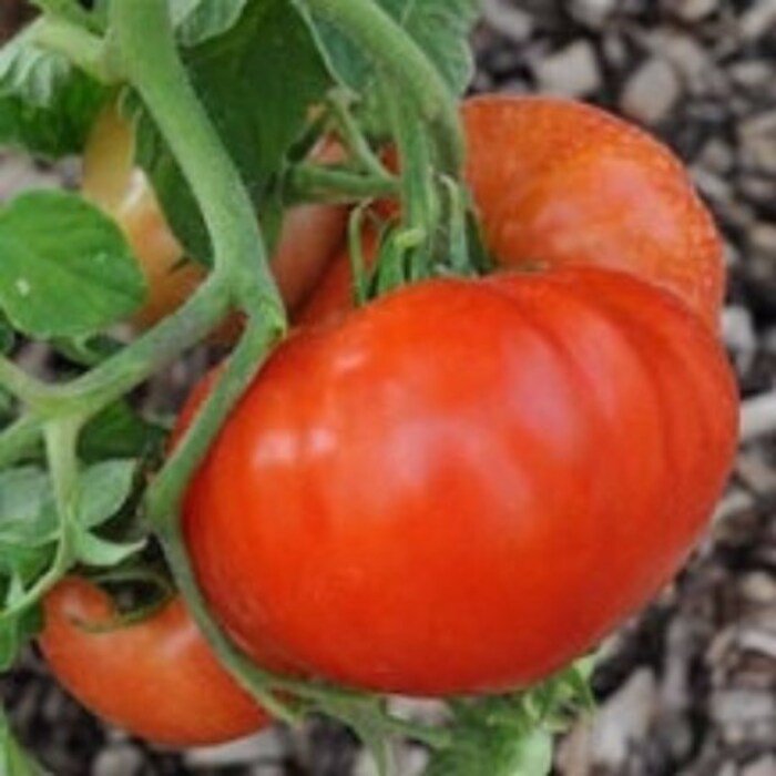 Abe Lincoln Tomato Seeds