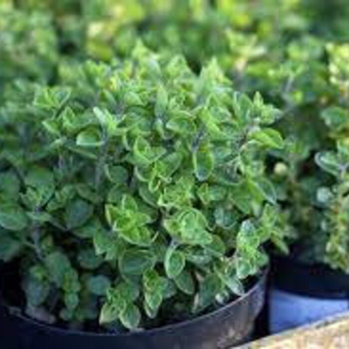 Greek Oregano Seeds