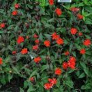 Orange Gnome Champion Lychnis Seeds
